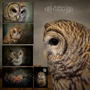 Jai Johnson Releases Six New Owl Images